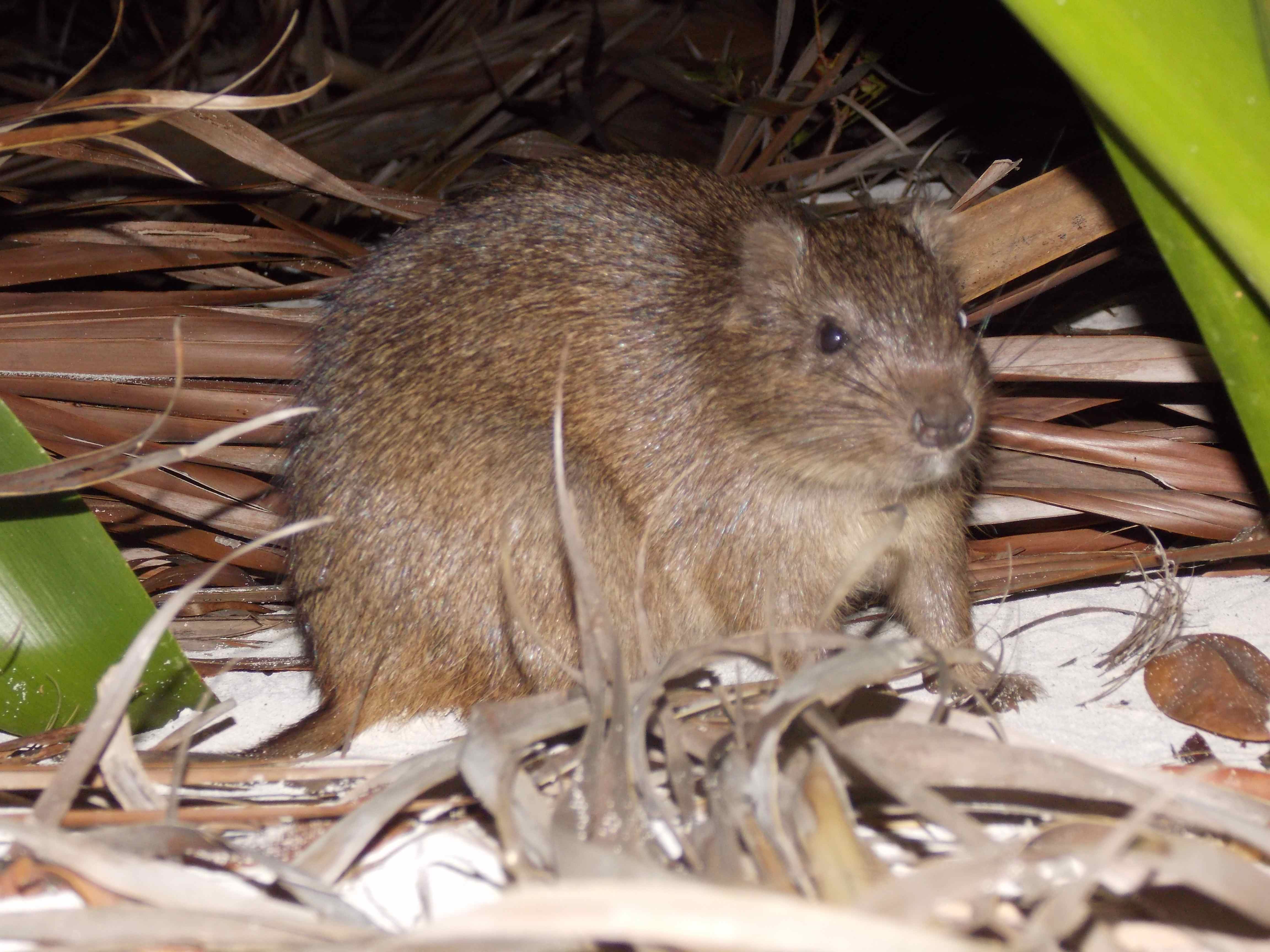 Bahamain Hutia