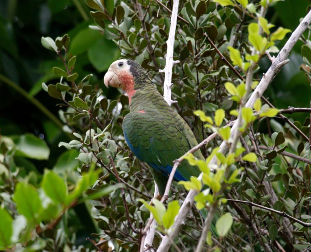 Bahama Parrot