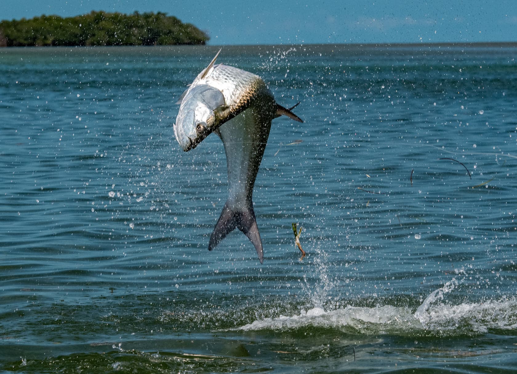 Tarpon fishing